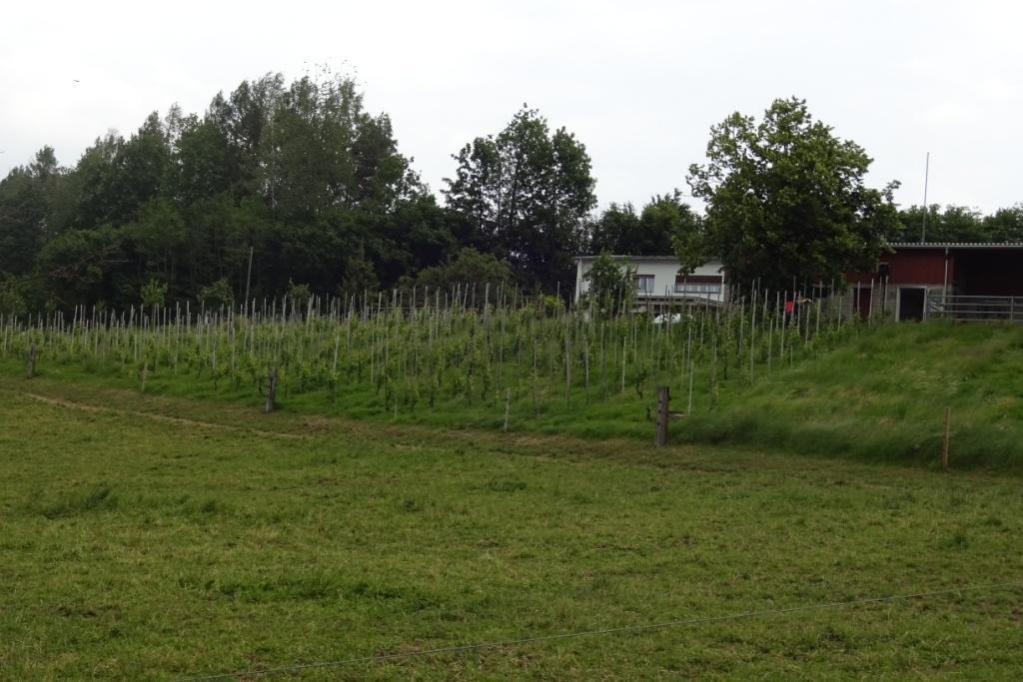 gallery/Rebberg